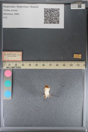 Media type: image;   Entomology 204639